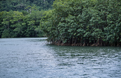 Picturesque Red Mangrove Landscape at Qara-ni-Qio River in Fiji