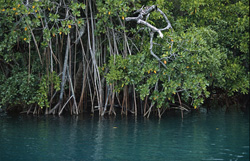 Unique Natural Setting: Density Mangroves at Qara-ni-Qio River