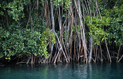 Explore the fascinating world of Red Mangroves at Qara-ni-Qio River in Fiji