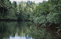 Red Mangroves (Rhizophora mangle) on the Banks of the Qara-ni-Qio River in Fiji