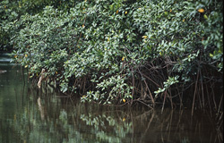Le réseau de mangroves impénétrable de la rivière Qara-ni-Qio