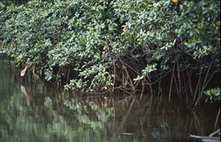 Picturesque Red Mangrove Landscape at the Qara-ni-Qio River in Fiji