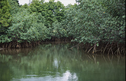 Explore the fascinating world of red mangroves at the Qara-ni-Qio Riverbank
