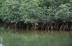 Explore the unique red mangrove landscape at Qara-ni-Qio River