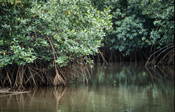 Red Mangrove in the Qara-ni-Qio River (Rhizophora mangle L.) support themselves with their stilt roots in deeper water