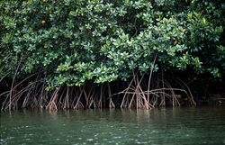 Fascinating Red Mangroves on the Qara-ni-Qio River in Viti Levu, Fiji