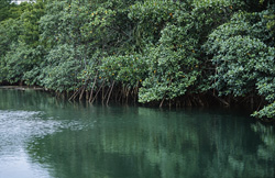 Red Mangroves in the tidal forest of the Qara-ni-Qio River in Fiji
