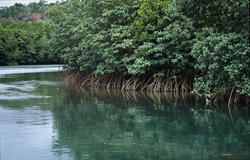 The red mangrove (Rhizophora mangle L.) - a vital link between land and sea.
