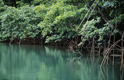 Explore the Fascinating World of Red Mangroves on the Banks of Qara-ni-Qio River