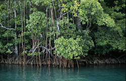 Red Mangroves at Qara-ni-Qio River in Fiji