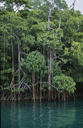 The Red Mangroves at the Qara-ni-Qio River - a unique ecosystem