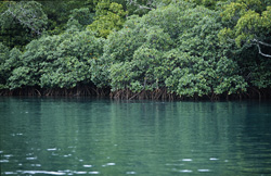 Red Mangrove Forests on the Qara-ni-Qio River in Fiji - Natural Wonder and Conservation Area