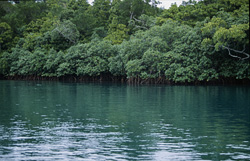 Fascinating Mangrove Population at Qara-ni-Qio River in Fiji