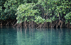 Explore the Fascinating World of Red Mangroves at Qara-ni-Qio River
