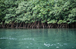 Explore the Fascinating Red Mangrove Vegetation on Qara-ni-Qio River in Fiji