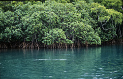 Mangroves