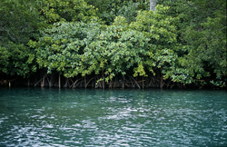 Red Mangroves (Rhizophora mangle L.) in the Qara-ni-Qio River