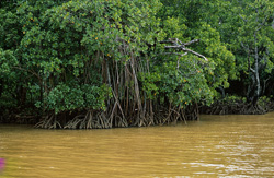 The fascinating world of red mangroves in the Qara-ni-Qio River in Fiji