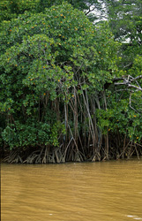 Unique Adaptation Strategies of Red Mangroves in Qara-ni-Qio River