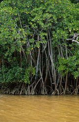 Taillis de mangrove rouge au bord de la rivière - une beauté unique après une averse