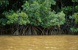 Red Mangroves at the Qara-ni-Qio River in Fiji: Explore Unique Coastal Ecosystems