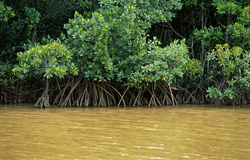 Fascinating Red Mangroves in Qara-ni-Qio River - a threatened ecosystem