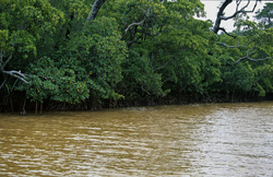 Fascinating red mangrove landscape at the Qara-ni-Qio River in Fiji