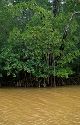 Fascinating Red Mangroves in the Qara-ni-Qio River on Viti Levu, Fiji