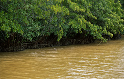 Impressive Mangroves at Qara-ni-Qio River after Rainfall