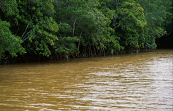 Red Mangroves in the sediment-rich Qara-ni-Qio River after heavy rain