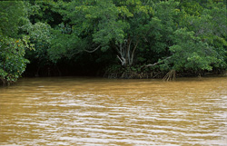 Red Mangrove (Rhizophora mangle) thriving along the Qara-ni-Qio River in Fiji