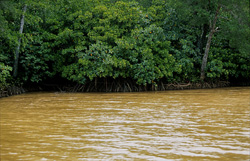 Experience the Beauty of Red Mangroves in Fiji