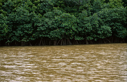 Incredible Beauty of the Red Mangroves on the Qara-ni-Qio River in Pacific Harbour
