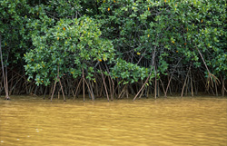 The fascinating world of red mangroves along the banks of the Qara-ni-Qio River in Fiji