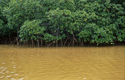 Red Mangroves - Unique Organisms between Land and Sea
