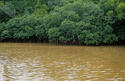 Picturesque red mangrove forest along the Qara-ni-Qio River