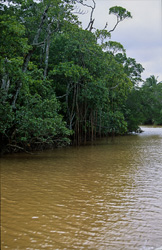 Red Mangroves (Rhizophora mangle L.) line the shore of the Qara-ni-Qio River in Fiji