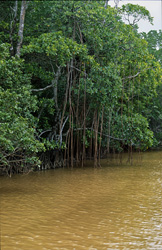 Unique Habitats: The Red Mangroves at Qara-ni-Qio River