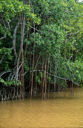 Red Mangroves in the Clay-yellow Waters of the Qara-ni-Qio River on Viti Levu, Fiji