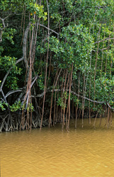 The fascinating world of red mangroves along the Qara-ni-Qio River