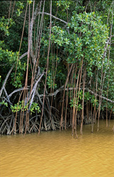 Red Mangroves - Vital Ecosystems at Qara-ni-Qio River