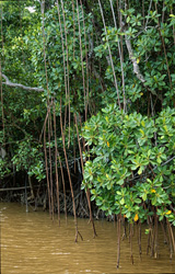 Red Mangroves in Fiji: Habitat and Protection for Marine Life