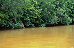Unique Mangrove Forest at Qara-ni-Qio River