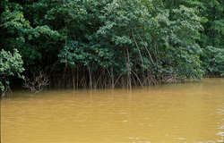 Fascinating Red Mangroves at the Qara-ni-Qio Riverbank in Fiji