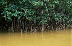 Red Mangroves after Heavy Rain at the Qara-ni-Qio River, Fiji