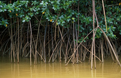 Fascinating red mangroves at Qara-ni-Qio River after a heavy rainfall