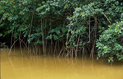 Red Mangroves (Rhizophora mangle) with their stilt roots at Qara-ni-Qio River