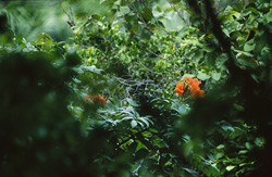 Explore the fascinating world of red flowers in the rainforest of Viti Levu, Fiji