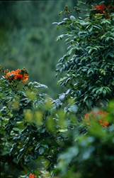Red flowers create a beautiful contrast to the greenery of the rainforest of Viti Levu in the Fiji Islands