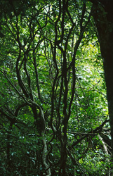 Experience the Biodiversity in the Fiji Rainforest
